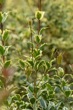 Bonte hulst Ilex aquifolium 'Argentea Marginata' struik Ilex aquifolium 'Argentea Marginata'
