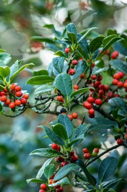 Hulst Ilex aquifolium 'J.C. Van Tol' struik Ilex aquifolium 'J.C. Van Tol' struik