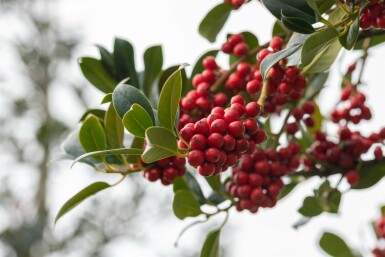Ilex aquifolium 'J.C. Van Tol'