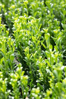 Japanse hulst Ilex crenata 'Fastigiata' struik Ilex crenata 'Fastigiata' struik