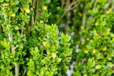 Japanse hulst Ilex crenata 'Fastigiata' struik Ilex crenata 'Fastigiata' struik