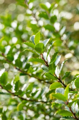 Ilex meserveae 'Blue Princess'