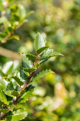 Ilex meserveae 'Blue Princess'