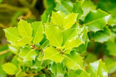 Ilex 'Nellie R Stevens'