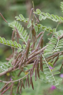 Indigostruik Indigofera heterantha struik Indigofera heterantha