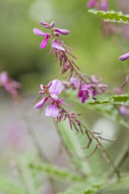 Indigostruik Indigofera heterantha struik Indigofera heterantha