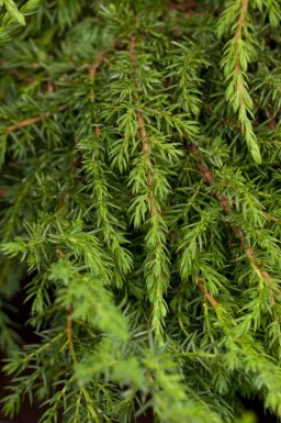 Jeneverbes Juniperus communis 'Green Carpet' struik Juniperus communis 'Green Carpet'