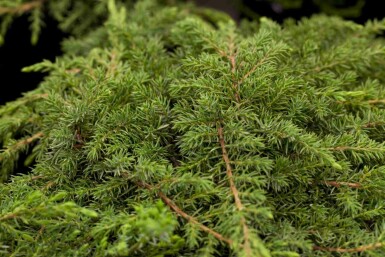 Jeneverbes Juniperus communis 'Green Carpet' struik Juniperus communis 'Green Carpet'