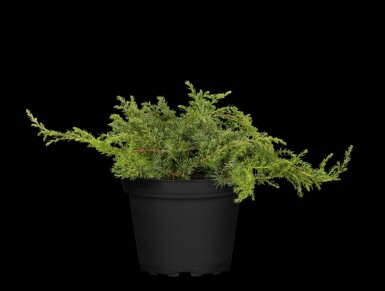Juniperus communis 'Green Carpet'
