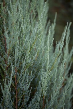 Juniperus scopulorum 'Blue Arrow'
