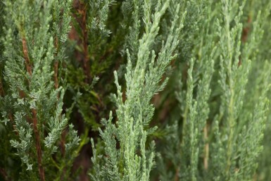 Juniperus scopulorum 'Blue Arrow'