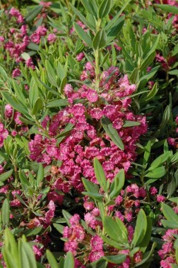 Lepelstruik Kalmia latifolia struik Kalmia latifolia struik