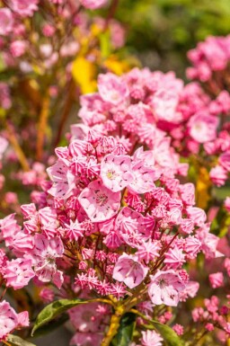 Lepelstruik Kalmia latifolia struik Kalmia latifolia struik