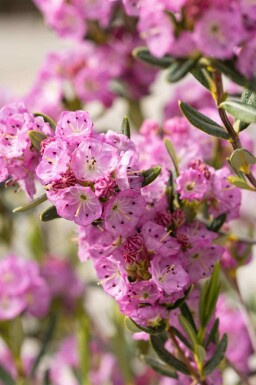 Kalmia polifolia