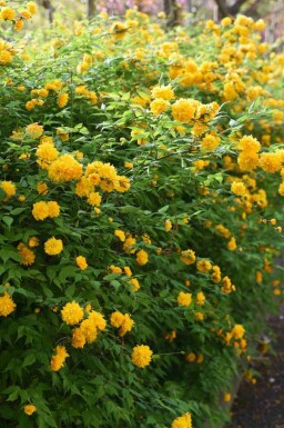 Kerria japonica