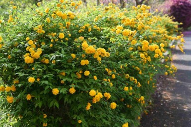 Ranonkelstruik Kerria japonica struik Kerria japonica struik