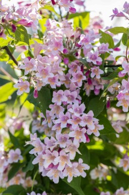 Schijnspirea Kolkwitzia amabilis struik Kolkwitzia amabilis struik