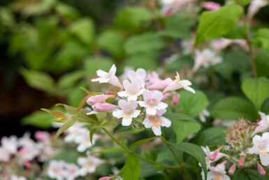 Schijnspirea Kolkwitzia amabilis struik Kolkwitzia amabilis struik