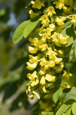Goudenregen Laburnum anagyroides struik Laburnum anagyroides struik