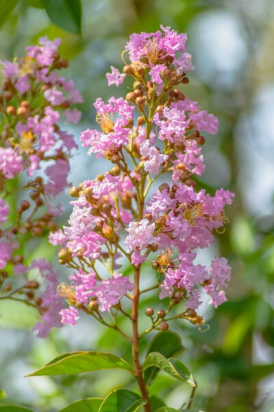 Indische sering Lagerstroemia indica struik Lagerstroemia indica struik