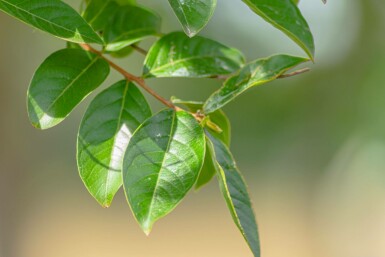 Indische sering Lagerstroemia indica struik Lagerstroemia indica struik