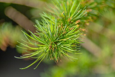 Japanse lariks Larix kaempferi struik Larix kaempferi