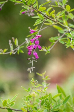 Struikklaver Lespedeza thunbergii struik Lespedeza thunbergii