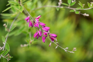Struikklaver Lespedeza thunbergii struik Lespedeza thunbergii