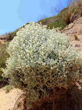 Zilverstruikje Leucophyta brownii struik Leucophyta brownii struik