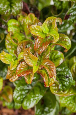 Leucothoe axillaris 'Curly Red'