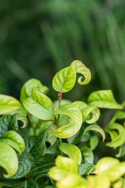 Leucothoe axillaris 'Curly Red'