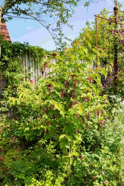 Fazantenbes Leycesteria formosa struik Leycesteria formosa