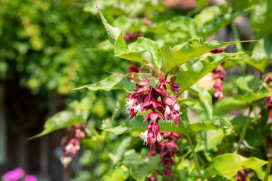 Fazantenbes Leycesteria formosa struik Leycesteria formosa