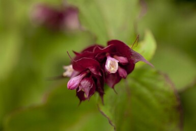 Fazantbes Leycesteria formosa 'Purple Rain' struik Leycesteria formosa 'Purple Rain' struik