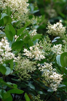 Japanse liguster Ligustrum japonicum struik Ligustrum japonicum struik