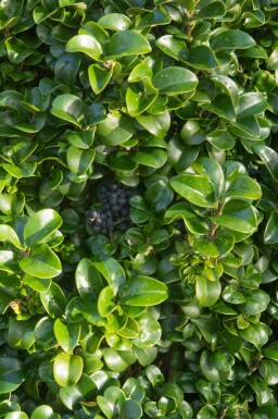 Japanse liguster Ligustrum japonicum 'Rotundifolium' struik Ligustrum japonicum 'Rotundifolium' struik