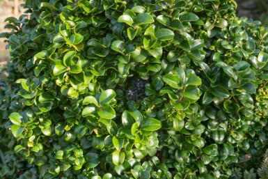 Japanse liguster Ligustrum japonicum 'Rotundifolium' struik Ligustrum japonicum 'Rotundifolium' struik