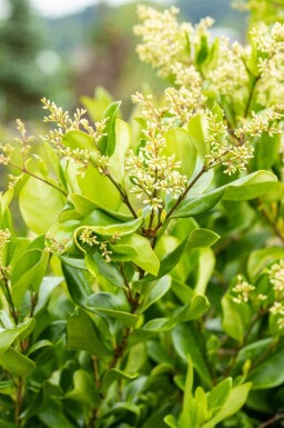 Ligustrum japonicum 'Texanum'