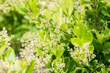 Ligustrum japonicum 'Texanum'