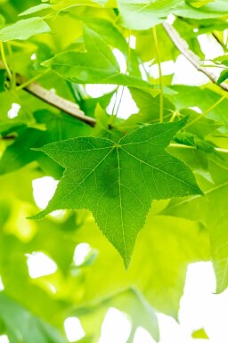 Amberboom Liquidambar styraciflua struik Liquidambar styraciflua