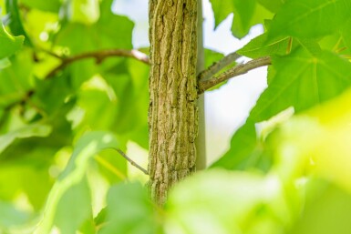 Amberboom Liquidambar styraciflua struik Liquidambar styraciflua