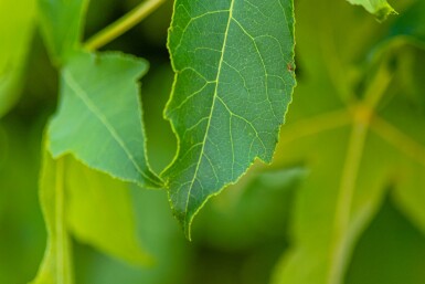 Amberboom Liquidambar styraciflua 'Gum Ball' struik Liquidambar styraciflua 'Gum Ball'