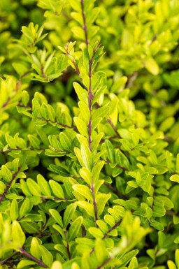 Chinese kamperfoelie Lonicera pileata struik Lonicera pileata struik