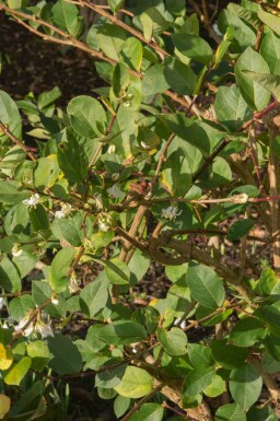 Winterkamperfoelie Lonicera purpusii 'Winter Beauty' struik Lonicera purpusii 'Winter Beauty' struik