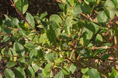 Winterkamperfoelie Lonicera purpusii 'Winter Beauty' struik Lonicera purpusii 'Winter Beauty' struik