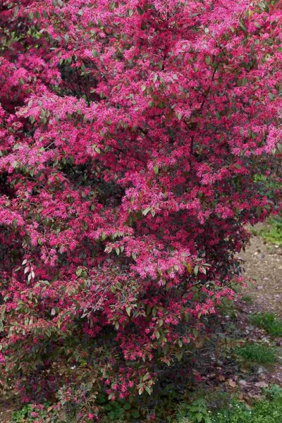 Chinese franjeboom Loropetalum chinense struik Loropetalum chinense struik