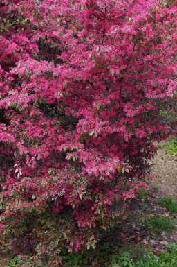 Loropetalum chinense