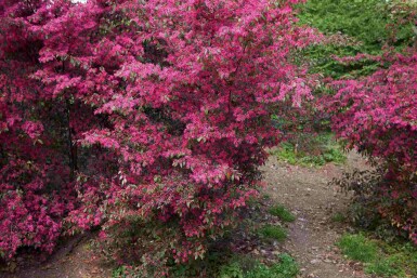 Loropetalum chinense