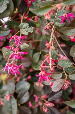 Loropetalum chinense 'Black Pearl'
