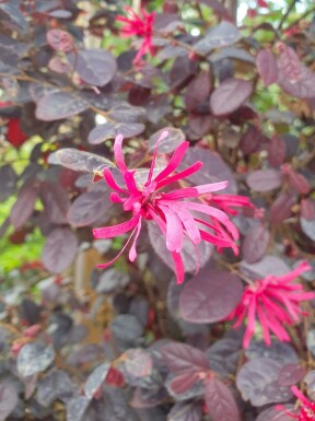 Loropetalum chinense 'Black Pearl'